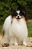 EPAGNEUL PAPILLON 041
